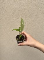 Monstera obliqua 'Peru' bébé (S)
