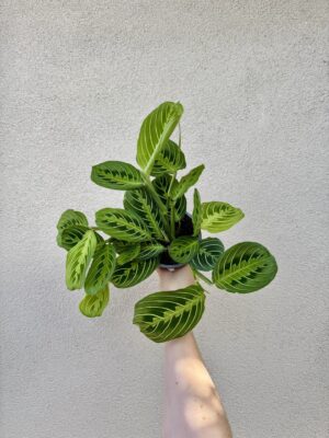 Maranta leuconeura 'Lemon Lime' (L)
