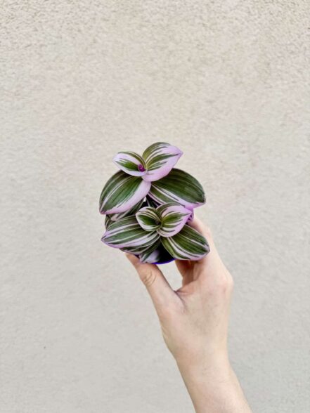 Tradescantia albiflora 'Nanouk'