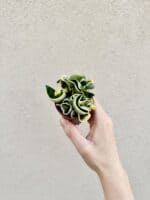 Hoya carnosa 'Compacta Variegata' bébé (S)