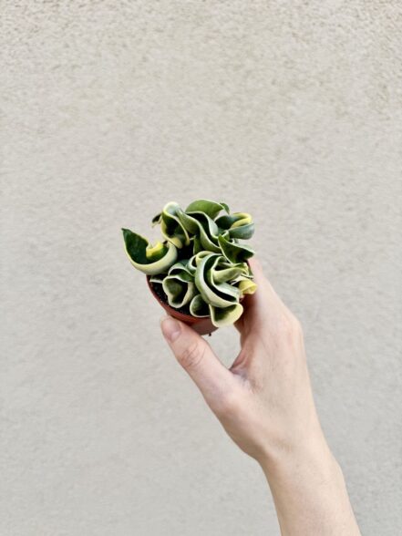 Hoya carnosa 'Compacta Variegata' bébé (S)