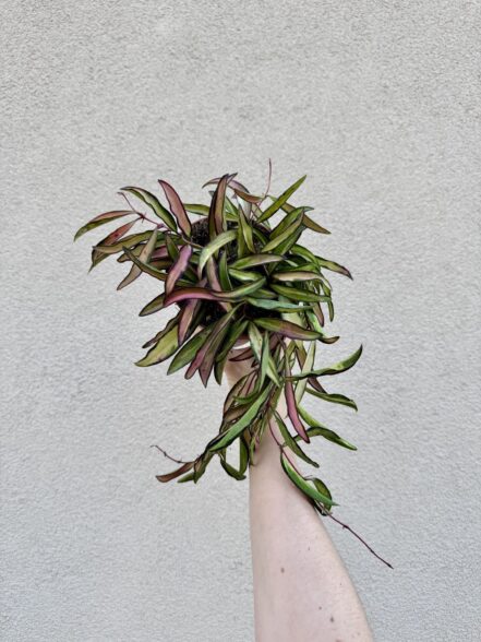 Hoya wayetii 'Tricolor' (L)