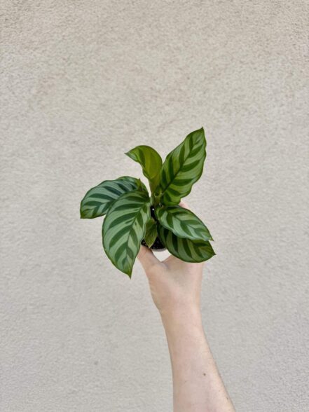 Calathea concinna 'Freddie'