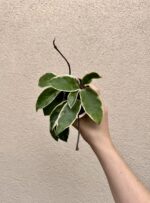 Hoya carnosa 'Krimson Queen' (M)