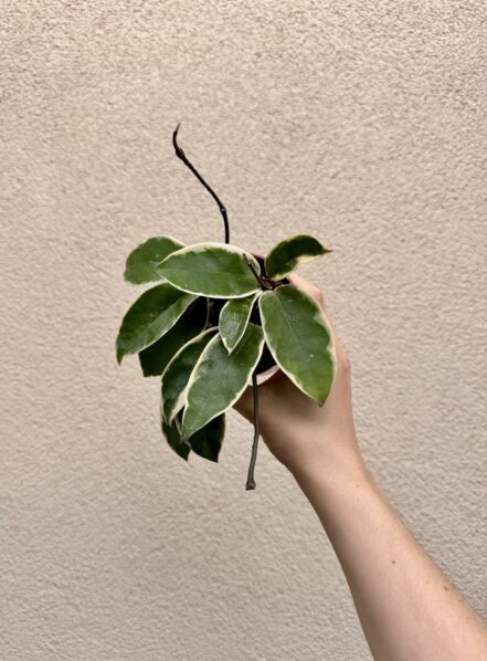 Hoya carnosa 'Krimson Queen' (M)