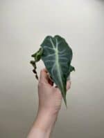 Alocasia amazonica 'Venom' bébé (S)