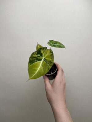 Alocasia reginula 'Black Velvet Aurea Variegata' bébé (S)
