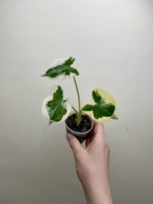Xanthosoma sagittifolium 'Variegatum Monstrosum' bébé (S)