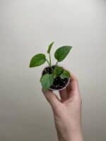 Epipremnum pinnatum 'Mint' bébé (S)