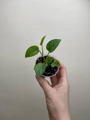 Epipremnum pinnatum 'Mint' bébé (S)