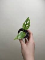 Monstera adansonii 'Indonesian Marble' bébé (S)