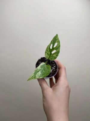Monstera adansonii 'Indonesian Marble' bébé (S)