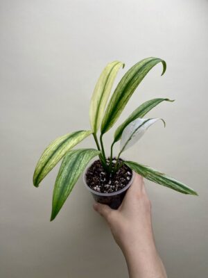Epipremnum amplissimum 'Variegata' (M)