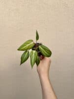 Philodendron gloriosum bébé (S)