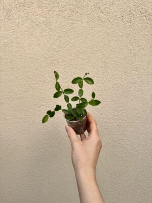 Hoya cummingiana bébé (S)