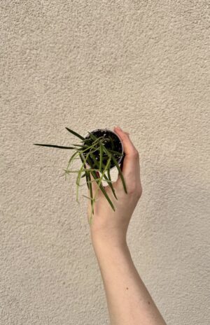 Hoya linearis bébé (S)