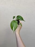 Monstera deliciosa 'Variegata' (Grade B) bébé (S)