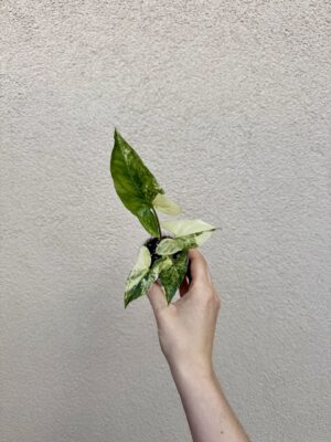 Syngonium podophyllum 'Albo Variegata' bébé (S)