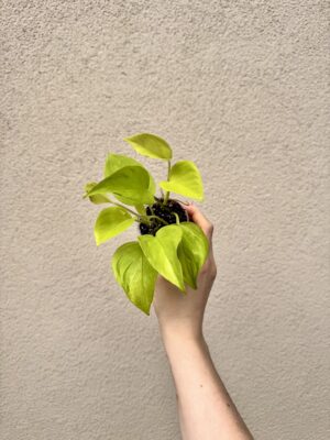 Epipremnum aureum 'Champs-Élyssées' bébé (S)