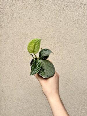 Scindapsus pictus 'Silvery Ann' bébé (S)