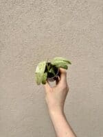 Epipremnum giganteum 'Variegata' bébé (S)