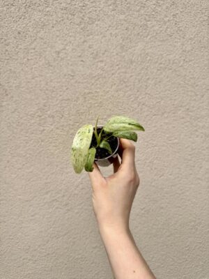 Epipremnum giganteum 'Variegata' bébé (S)