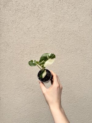 Alocasia macrorrhiza 'Variegata' bébé (S)