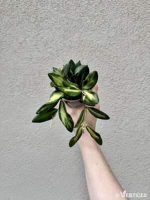 Hoya burtoniae 'Variegata' (M)