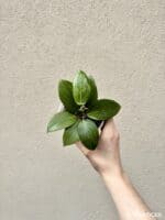 Hoya fitchii (M)