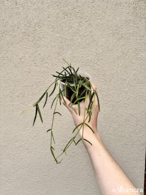 Hoya linearis (M)