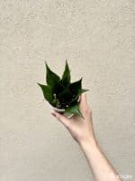 Hoya polyneura (M)