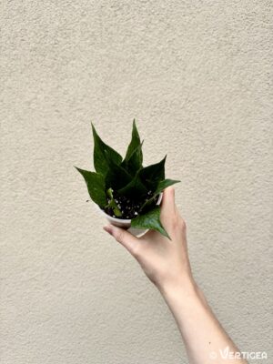 Hoya polyneura (M)