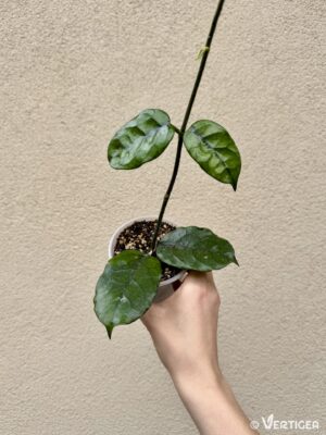 Hoya villosa (M)
