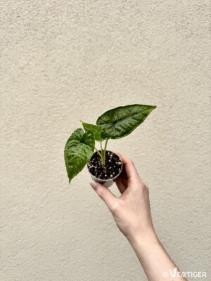 Alocasia sp 'Olanii' bébé (S)