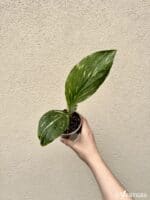 Kaempferia pulchra 'Variegata' (M)