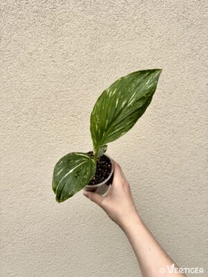 Kaempferia pulchra 'Variegata' (M)