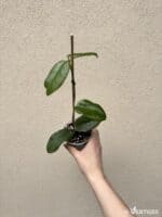 Hoya dimorpha (M)