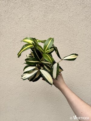 Dracaena surculosa 'Milky Way' (M)