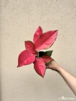 Aglaonema commutatum 'China Red' (M)