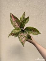 Aglaonema commutatum 'Spotted' (M)