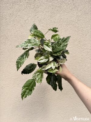 Hibiscus rosa-sinensis 'Variegata' (M)