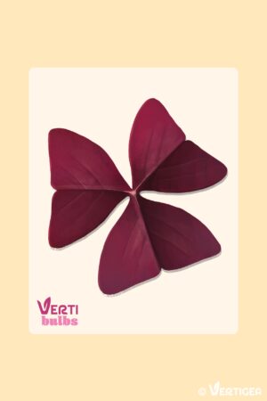 Oxalis Burgundy Wine (Bulbe)