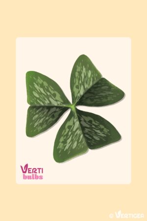 Oxalis Irish Mist (Bulbe)