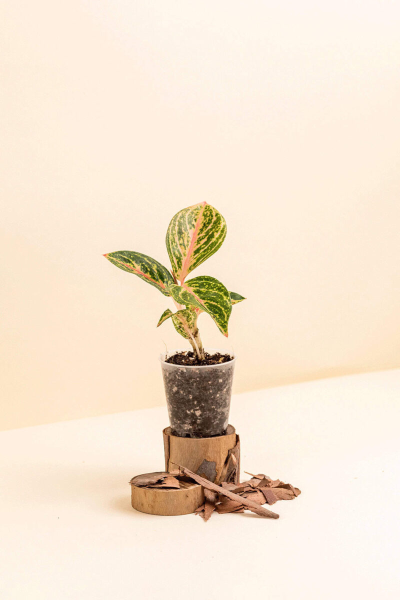 Aglaonema ‘Red Angel’ en pot de 6 cm vue de côté