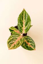Détail de la feuille de Aglaonema ‘Golden Powder’ en pot de 6 cm