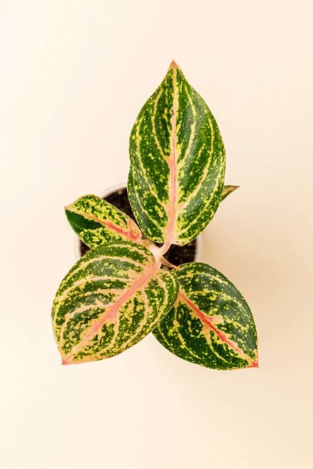 Détail de la feuille de Aglaonema ‘Golden Powder’ en pot de 6 cm