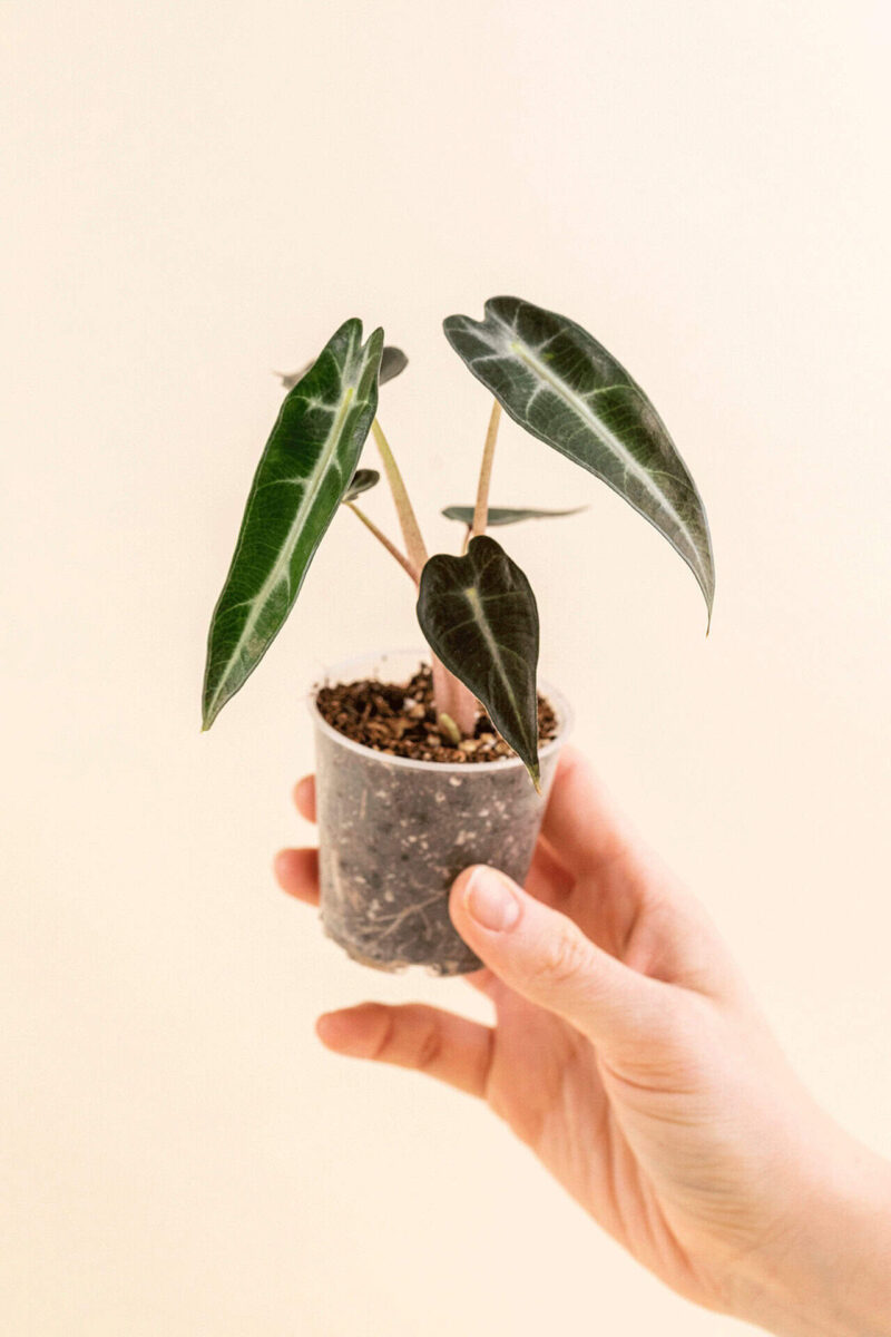 Alocasia amazonica 'Bambino' en pot de 6 cm tenu dans une main