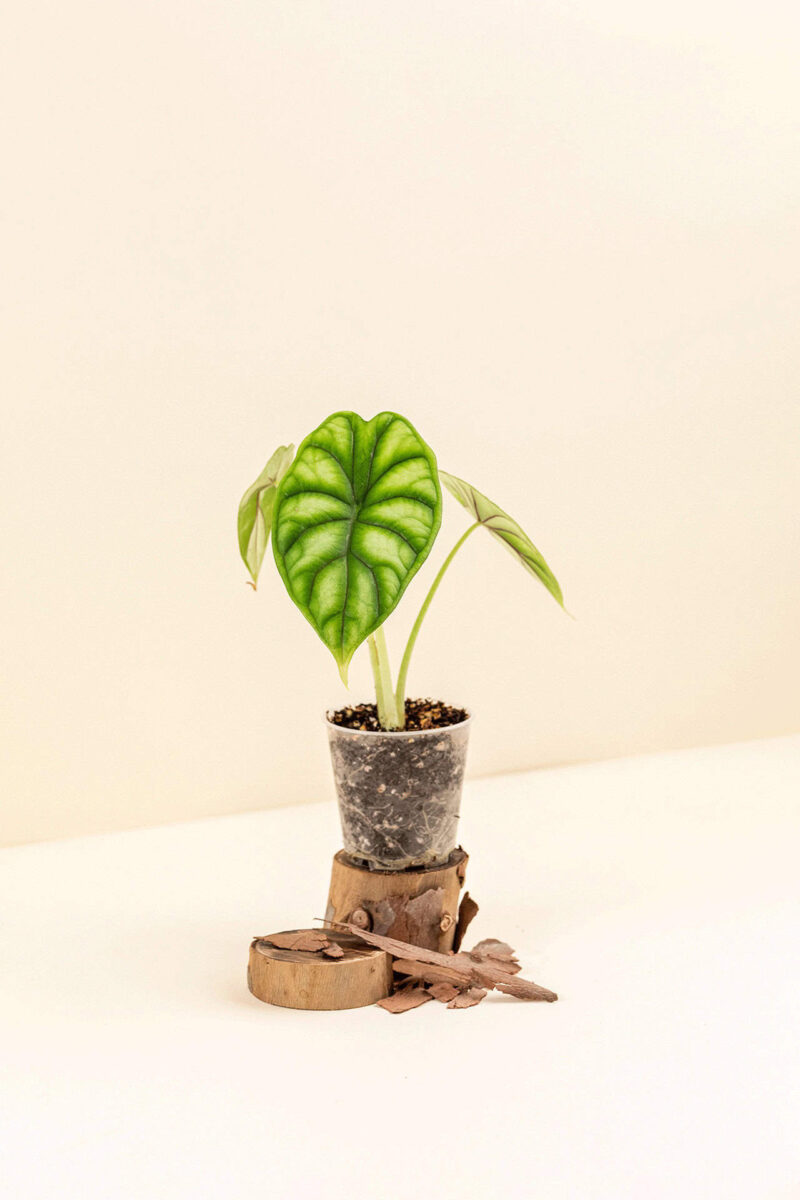Alocasia baginda ‘Dragon Scale’ en pot de 6 cm vue de côté
