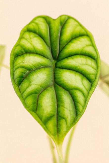 Détail de la feuille d’Alocasia baginda ‘Dragon Scale’ en pot de 6 cm