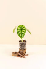 Alocasia baginda ‘Dragon Scale’ en pot de 6 cm vue de face